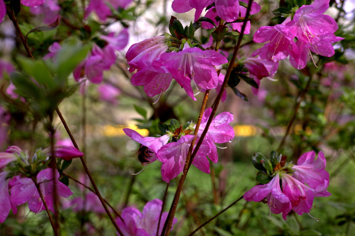 processed-azaleas.jpg